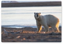 Ilya Mordvintsev: Numerous polar bears on land during ice-free season this year