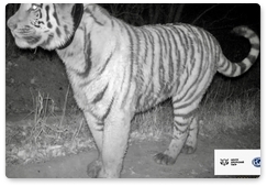 Тигрица Елена с «котятами» попала в объектив фотоловушки в Амурской области