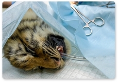 A tiger cub with a broken leg has surgery in Khabarovsk