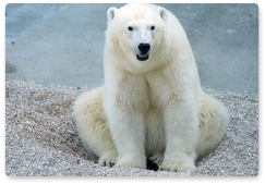 Second phase of polar bear population count in Yakutia