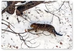 New leopard seen in national park in Primorye Territory