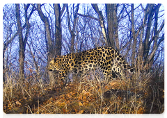 The Far Eastern leopard Leo 252M