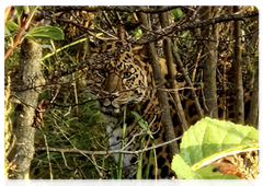 Leo 252M was first seen on the Gamov Peninsula, an area where no leopards have been spotted for a long time
