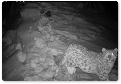В Саяно-Шушенском заповеднике показали котят снежного барса