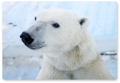 Today is International Polar Bear Day