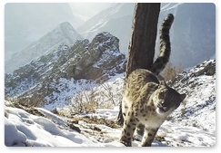 New snow leopard video retrieved in the Sayano-Shushensky Biosphere Reserve