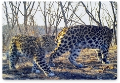 В России увеличилась популяция дальневосточного леопарда