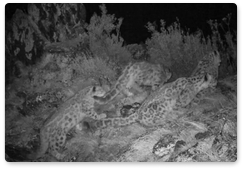 New footage of snow leopard cubs retrieved from Sayano-Shushensky Biosphere Reserve