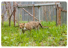 Самец и самка дальневосточного леопарда переселены из национального парка «Земля леопарда»