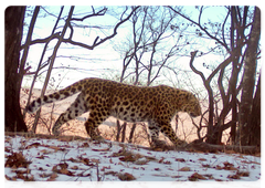 Самка дальневосточного леопарда Leo 284F