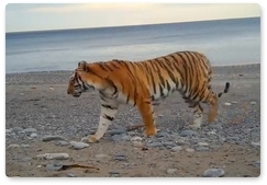 Video camera depicts tigress Severina with a cub