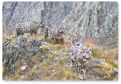 New footage of snow leopard cubs retrieved in Sayano-Shushensky Biosphere Reserve