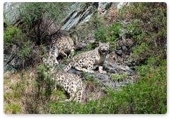 Expedition members encounter a snow leopard family