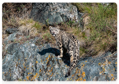 It is a stroke of luck even for experienced scientists to encounter a snow leopard. Photo: Mikhail Vershinin