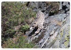 Snow leopards are elusive and cautious animals. Photo: Mikhail Vershinin