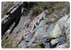 It is extremely difficult to spot snow leopards among grey rocks and cliffs. Photo: Mikhail Vershinin