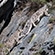 Разглядеть ирбисов на фоне серых скал и камней чрезвычайно трудно. Фото Михаила Вершинина
