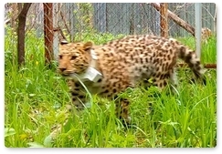 Relocated leopards settle on new grounds in Primorye