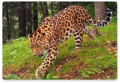 Фотоловушки «Земли леопарда» сделали рекордное количество снимков