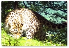 Учёные дали имя первому леопарду Уссурийского заповедника