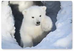 Новый проект по защите белого медведя запускают на Чукотке