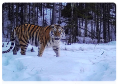 Тигр, выпущенный в дикую природу после реабилитации, попал в объектив фотоловушки
