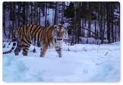 Тигр, выпущенный в дикую природу после реабилитации, попал в объектив фотоловушки