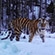 Тигра вернули в дикую природу в мае 2022 года