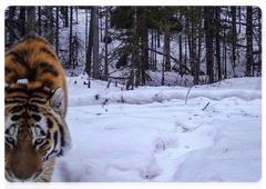 На снимках с фотоловушки видно, что тигр находится в превосходной форме