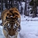 Camera trap images show that the tiger is in excellent shape