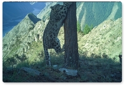 Scientists at Sayano-Shushensky Reserve identify gender of snow leopard cubs
