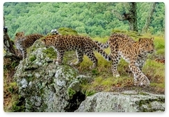 First photos of Far Eastern leopard cubs taken in Primorye