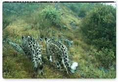 Sayano-Shushensky Biosphere Reserve has put out new videos of snow leopards