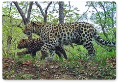 Самка дальневосточного леопарда Leo 120F принесла третье потомство